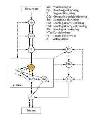 Figur 3 – Høien og Lundbergs ordavkodingsmodell